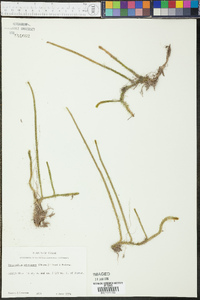 Lycopodium adpressum image