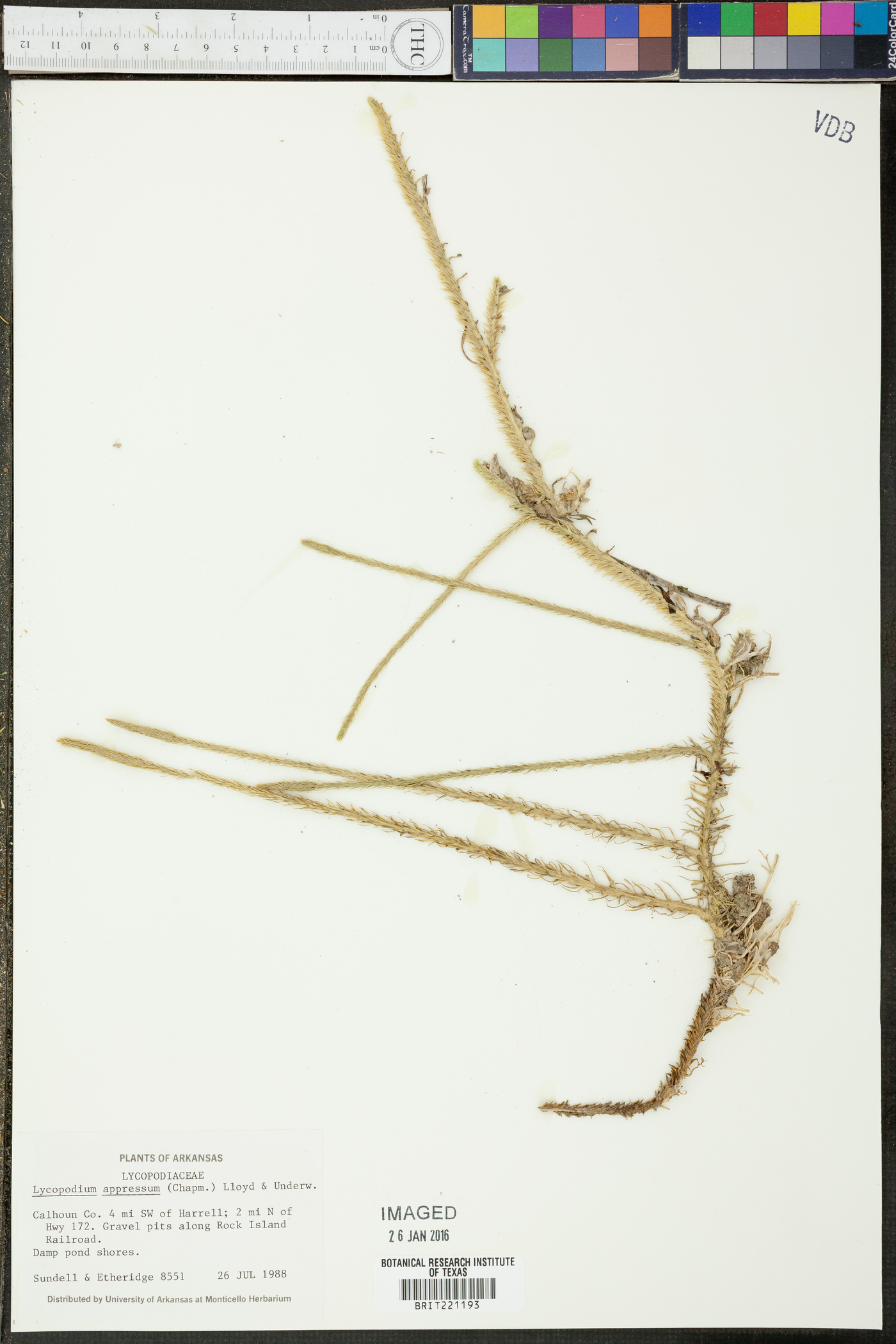 Lycopodium appressum image