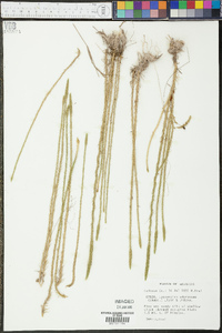 Lycopodium appressum image