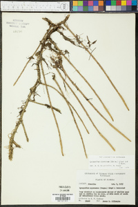 Lycopodium appressum image