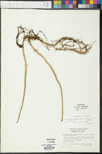 Lycopodium appressum image
