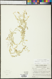 Selaginella ludoviciana image