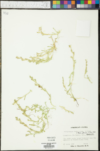 Selaginella ludoviciana image