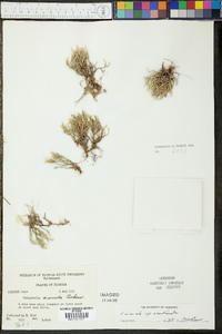 Selaginella arenicola image