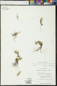 Selaginella arenicola subsp. acanthonota image