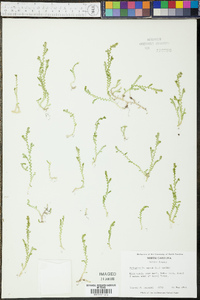 Selaginella apoda image