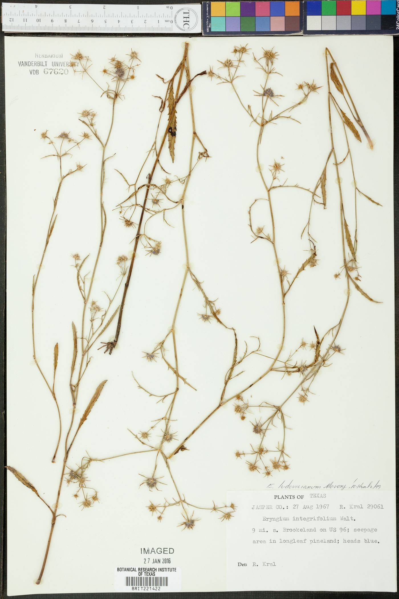 Eryngium ludovicianum image
