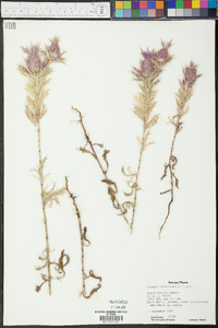 Eryngium leavenworthii image