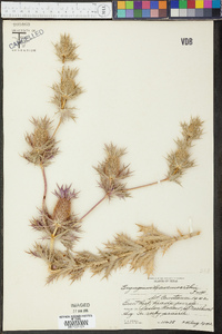 Eryngium leavenworthii image