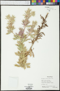 Eryngium leavenworthii image