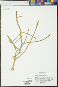 Lycopodiella alopecuroides image