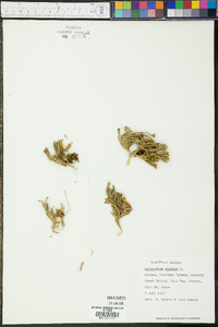 Lycopodium alpinum image