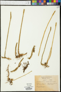 Lycopodium adpressum image