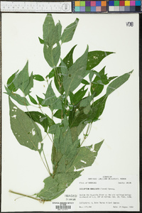 Dicliptera brachiata image