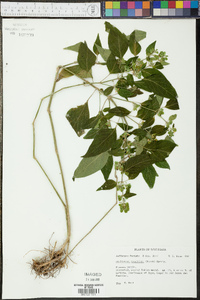 Dicliptera brachiata image