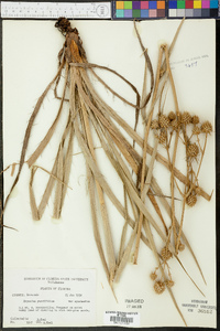 Eryngium yuccifolium image