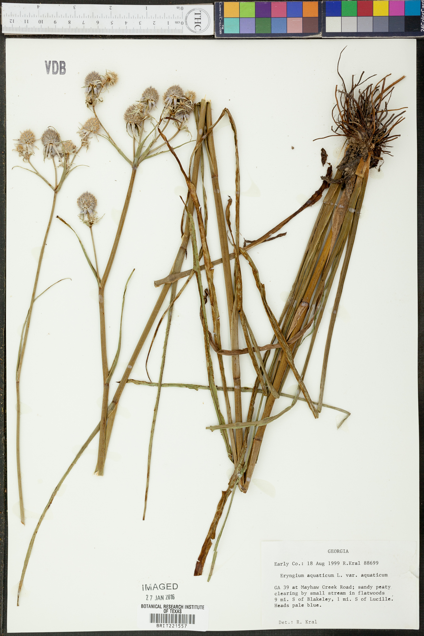 Eryngium aquaticum image