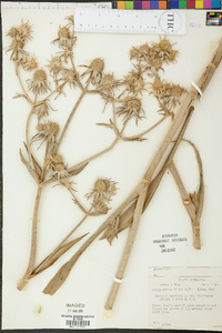 Eryngium aquaticum var. floridanum image