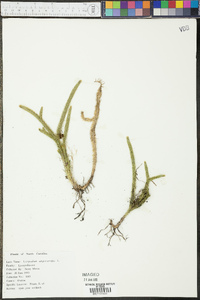 Lycopodiella alopecuroides image