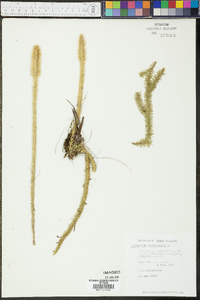 Lycopodiella alopecuroides image