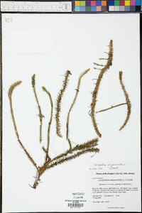 Lycopodiella alopecuroides image