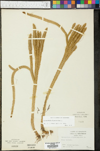 Lycopodiella alopecuroides image