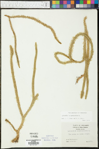 Lycopodiella alopecuroides image