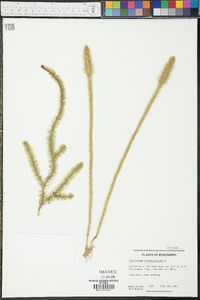 Lycopodiella alopecuroides image