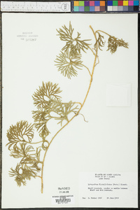 Lycopodium flabelliforme var. ambiguum image