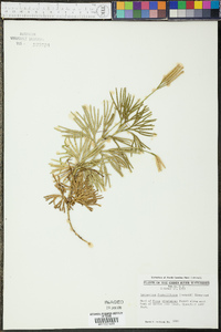 Lycopodium flabelliforme var. ambiguum image