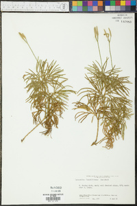 Lycopodium flabelliforme var. ambiguum image