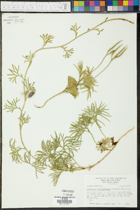 Lycopodium flabelliforme var. ambiguum image