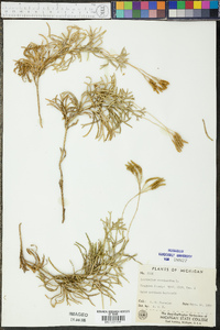 Diphasiastrum complanatum image