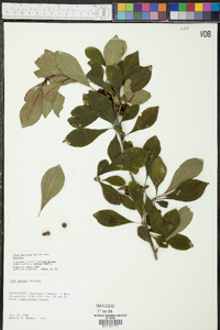 Ilex decidua var. decidua image