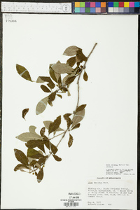 Ilex decidua var. decidua image