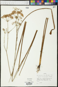 Oxypolis filiformis image