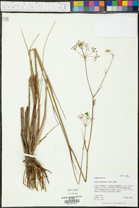 Oxypolis filiformis image