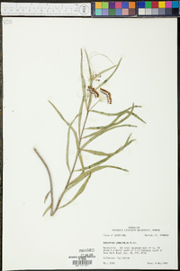 Asclepias longifolia image