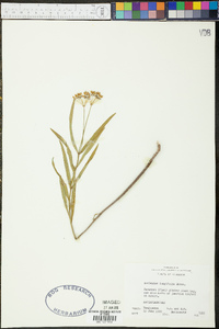 Asclepias longifolia image