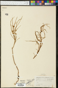 Asclepias linearis image