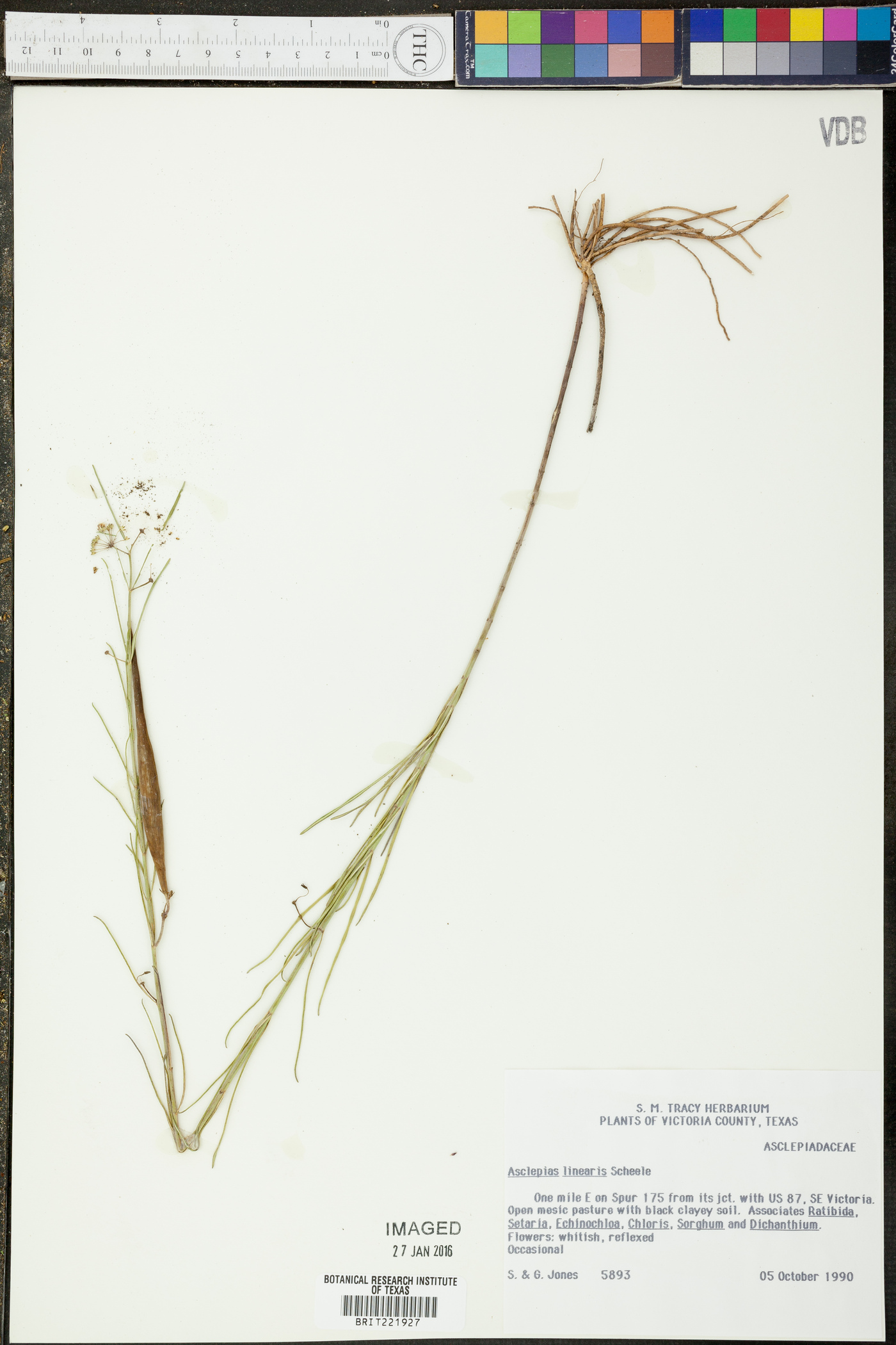 Asclepias linearis image