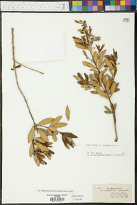 Ilex cassine image