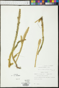 Lycopodium prostratum image