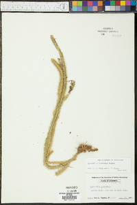 Lycopodium prostratum image