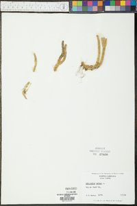 Lycopodium selago image