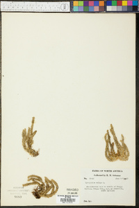 Lycopodium selago image