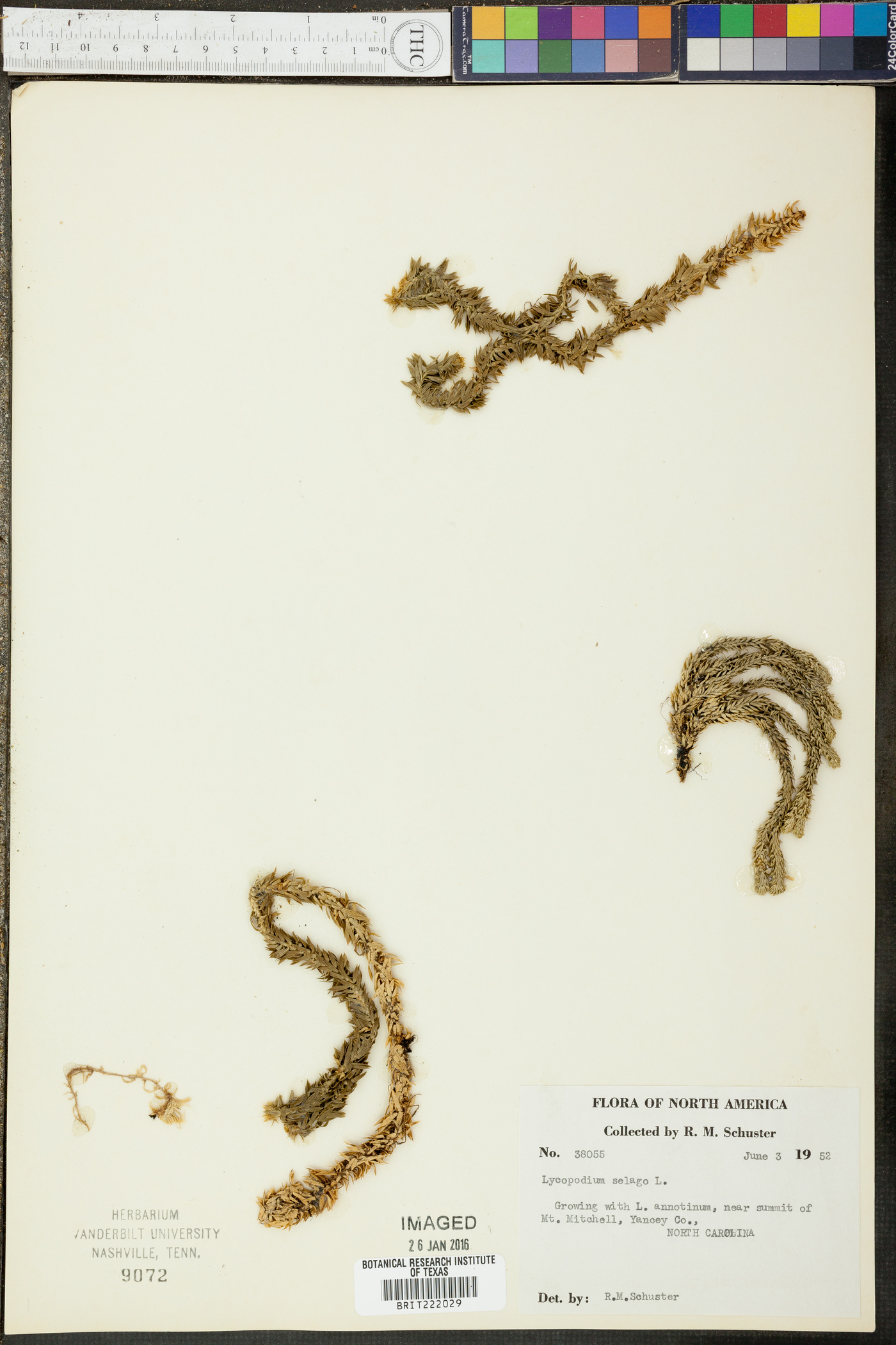 Lycopodium selago image