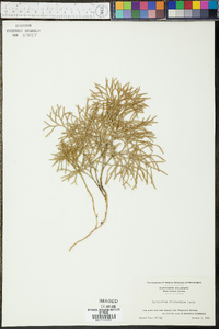 Diphasiastrum tristachyum image