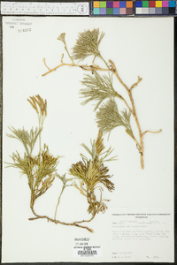 Diphasiastrum tristachyum image