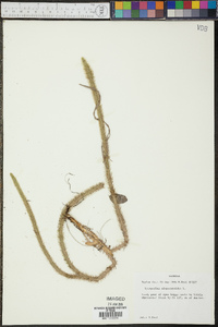 Lycopodiella alopecuroides image